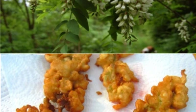 Beignets de fleurs d'acacias