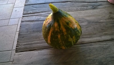 Courgette ronde façon œuf en cocotte