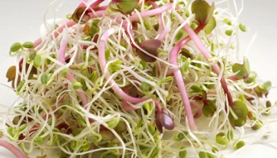 Salade de radis roses aux graines germées