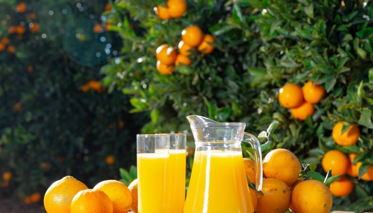 Fraîcheur ensoleillée : jus d’orange du verger.